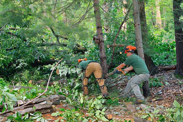 Trusted Magnet Cove, AR Tree Service Experts